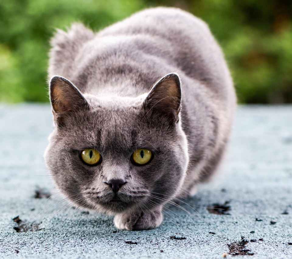 Gray Cat wallpaper 960x854