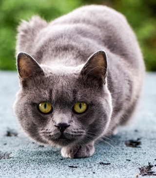 Gray Cat Background for 240x320