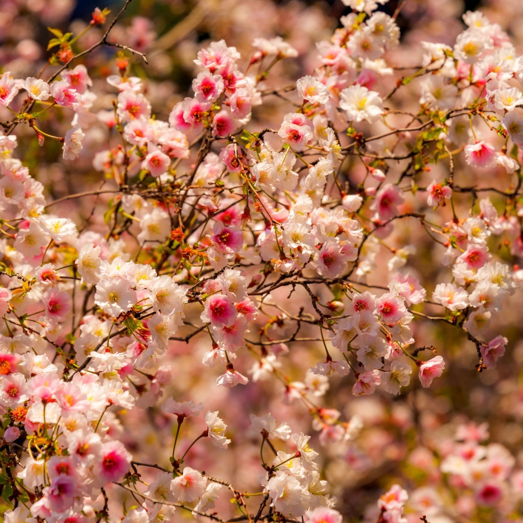Sfondi Spring flowering macro 1024x1024