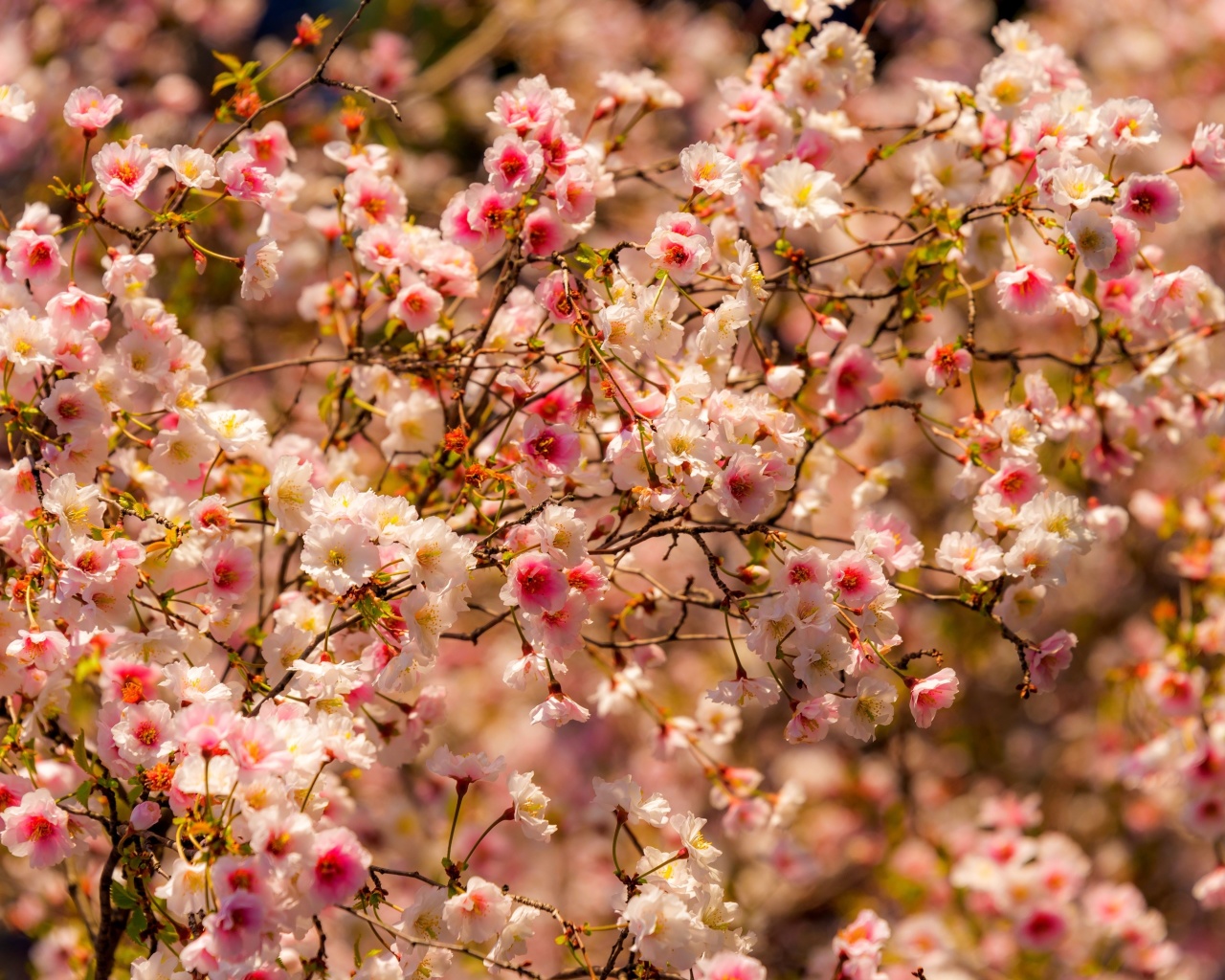 Spring flowering macro screenshot #1 1280x1024