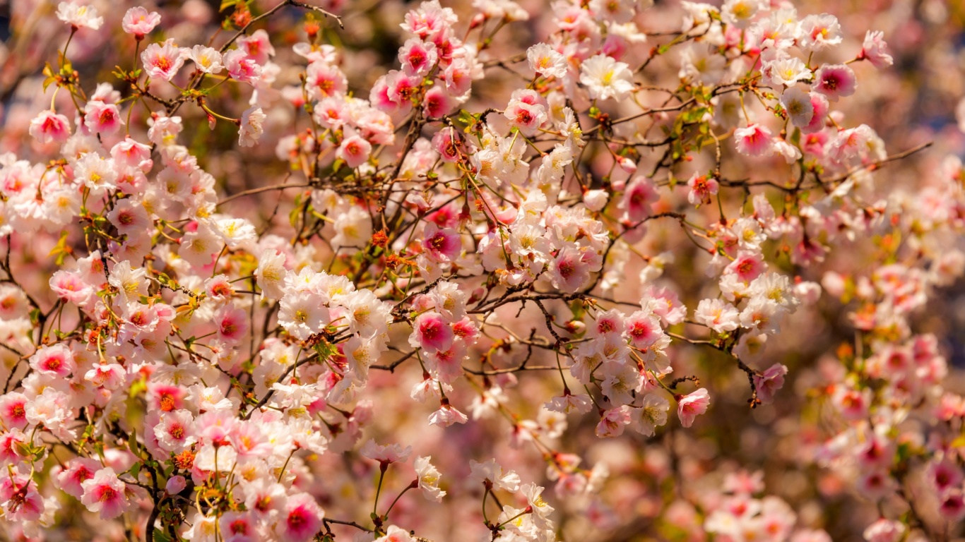 Spring flowering macro wallpaper 1366x768