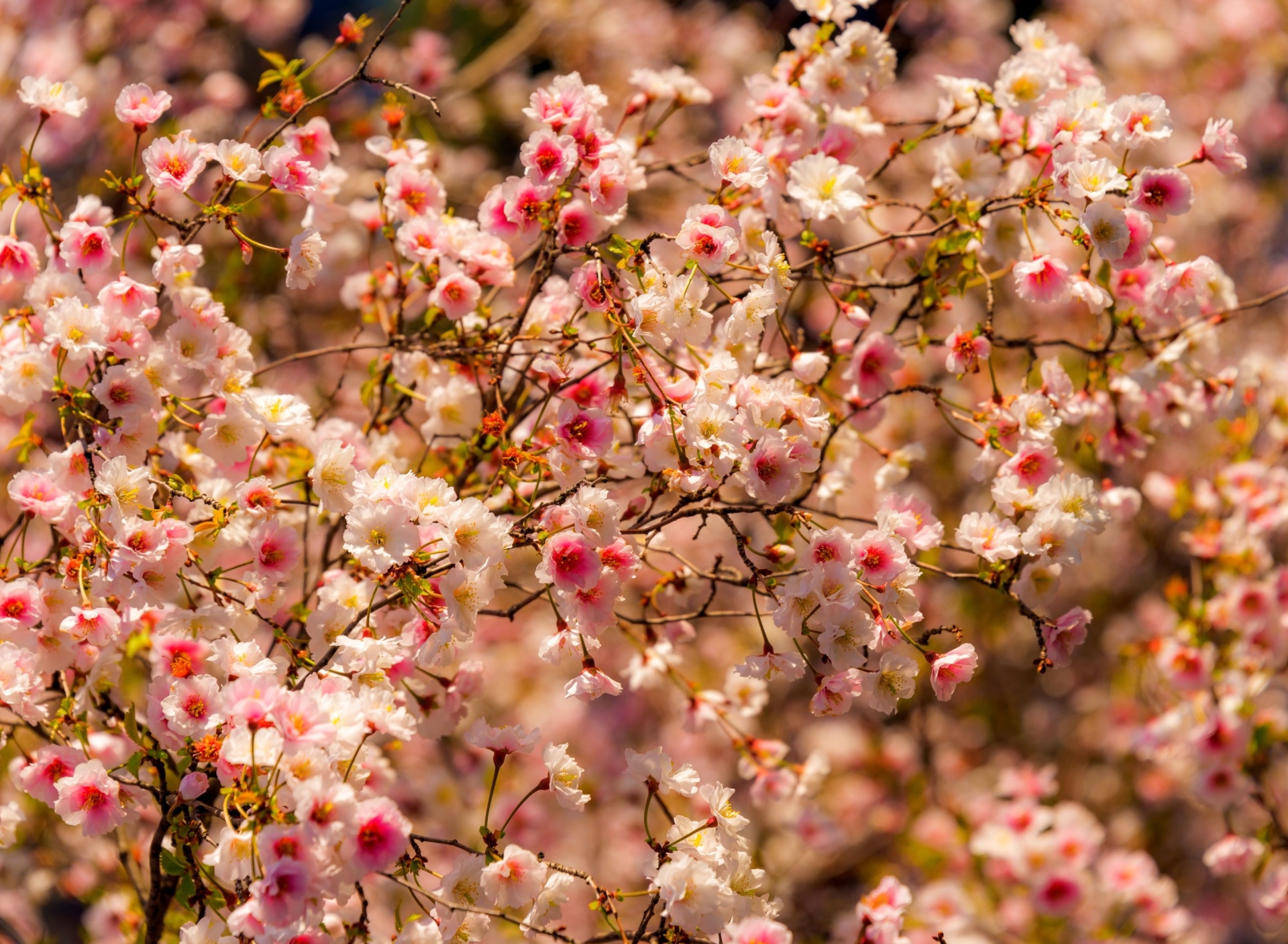 Fondo de pantalla Spring flowering macro 1920x1408