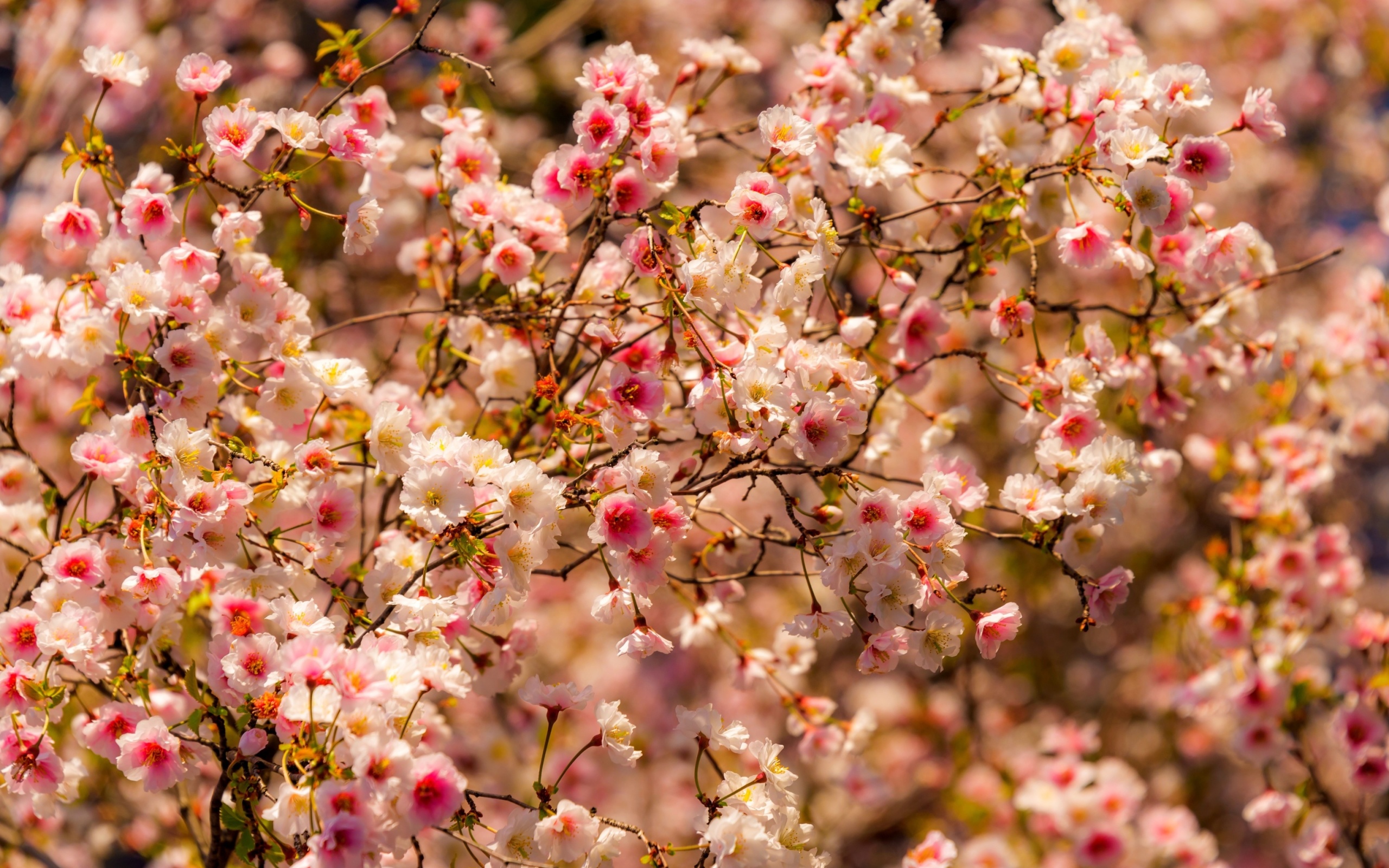 Spring flowering macro wallpaper 2560x1600