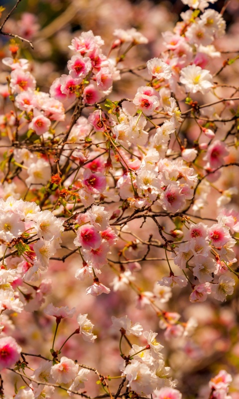 Spring flowering macro screenshot #1 480x800