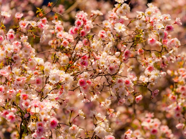 Spring flowering macro wallpaper 640x480