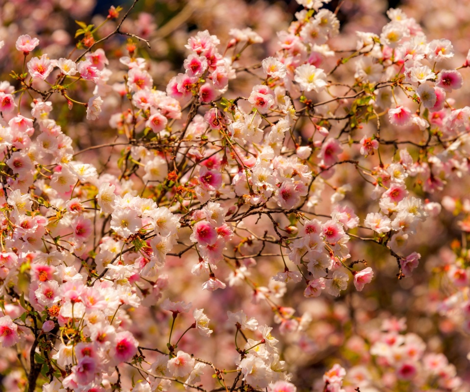 Das Spring flowering macro Wallpaper 960x800