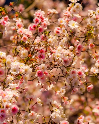 Spring flowering macro papel de parede para celular para iPhone 4S