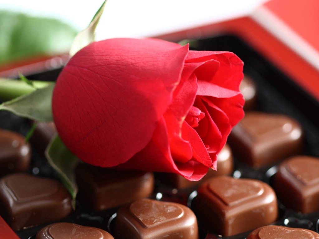 Chocolate And Rose wallpaper 1024x768
