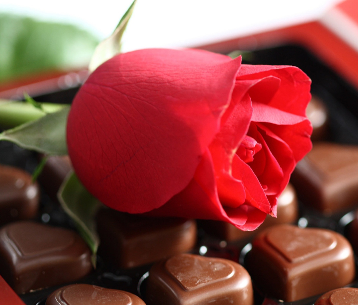 Обои Chocolate And Rose 1200x1024