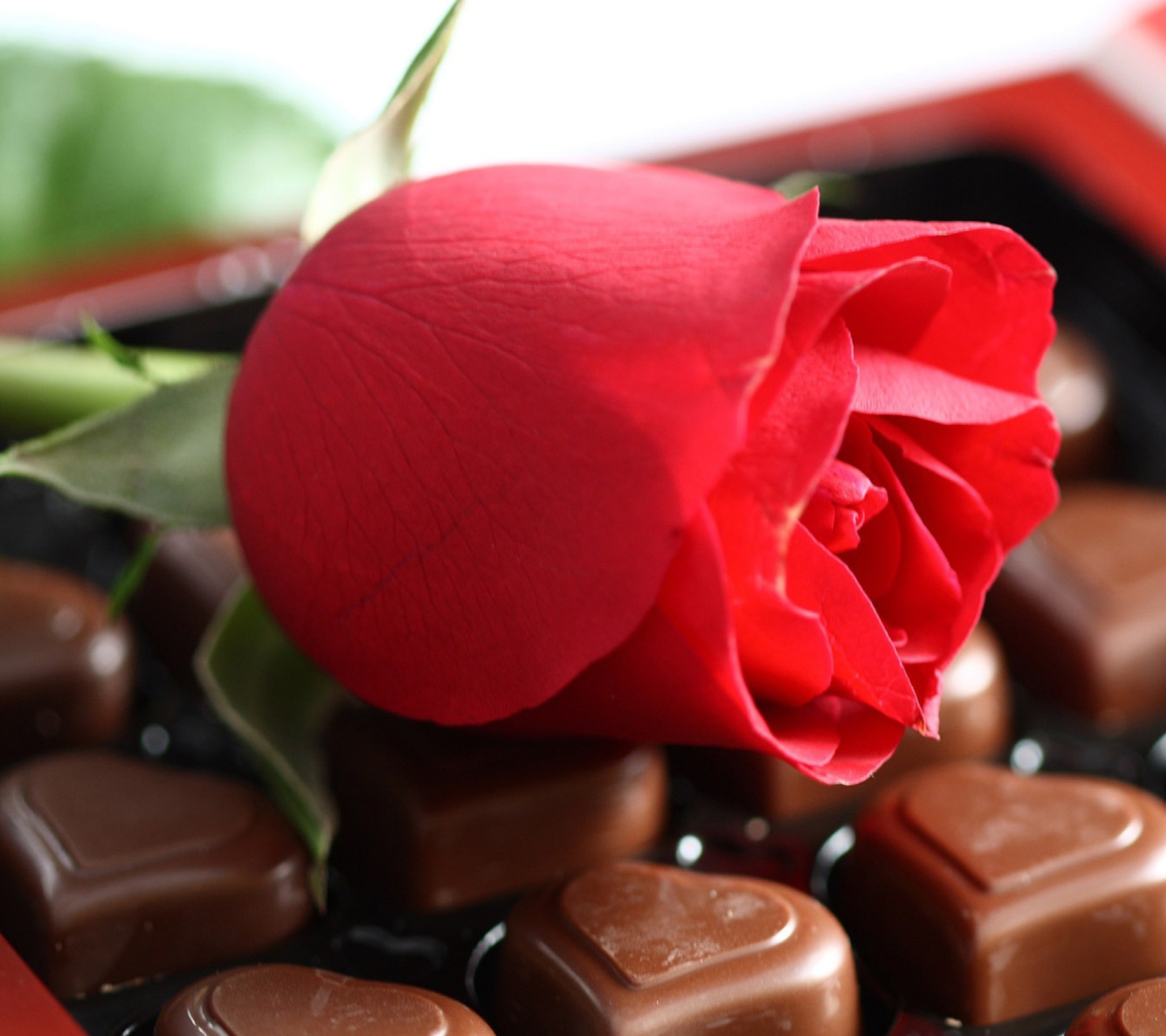 Fondo de pantalla Chocolate And Rose 1440x1280