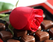 Sfondi Chocolate And Rose 220x176