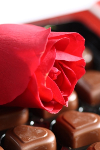Fondo de pantalla Chocolate And Rose 320x480