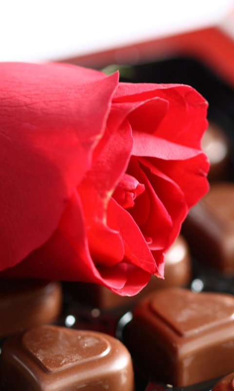 Обои Chocolate And Rose 480x800
