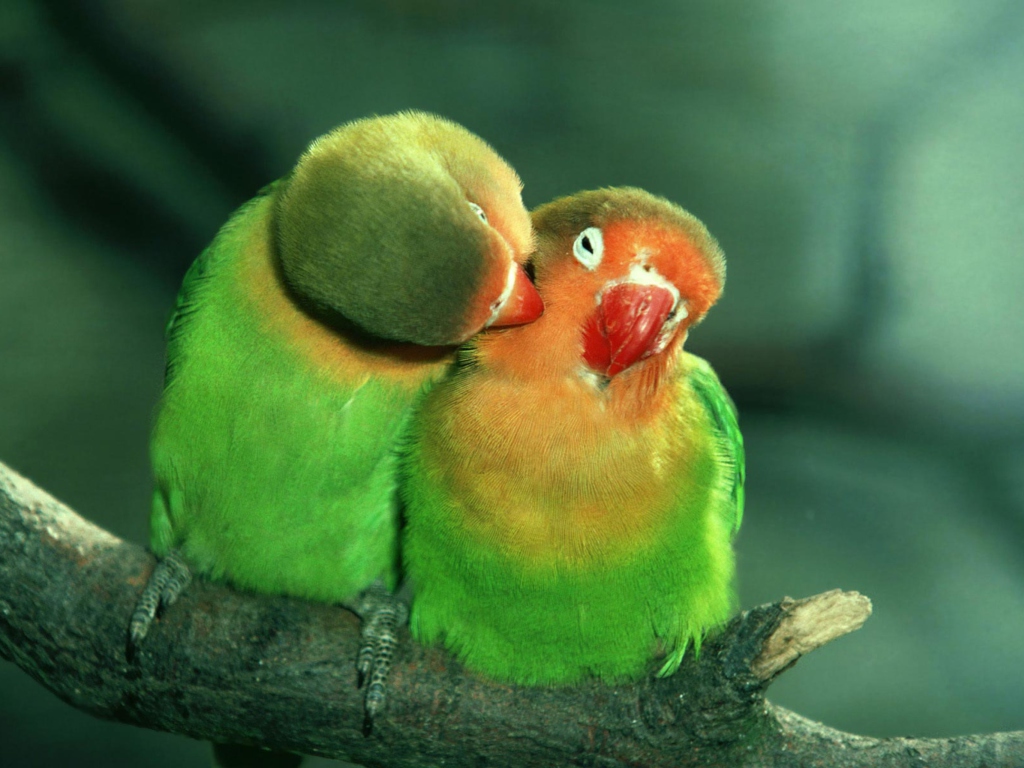 Screenshot №1 pro téma Parrots Love 1024x768