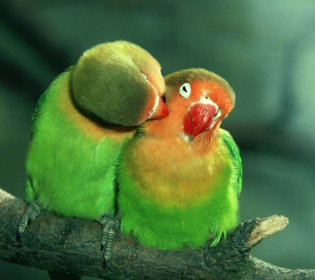 Das Parrots Love Wallpaper 1080x960