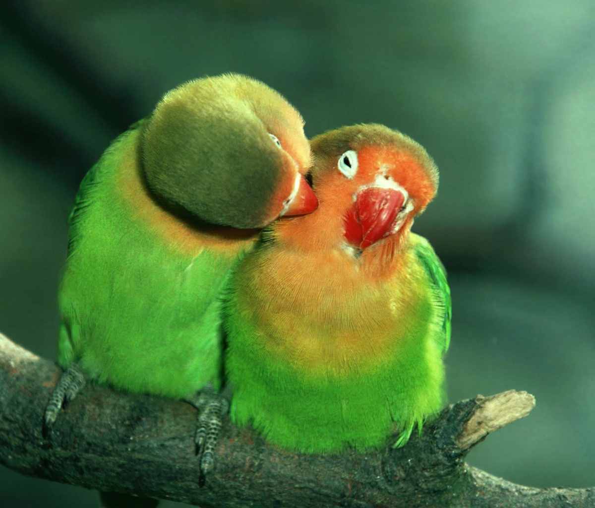 Fondo de pantalla Parrots Love 1200x1024