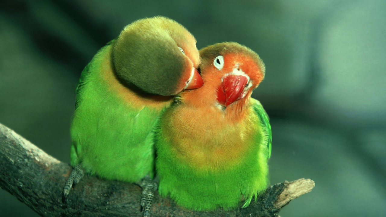 Обои Parrots Love 1280x720