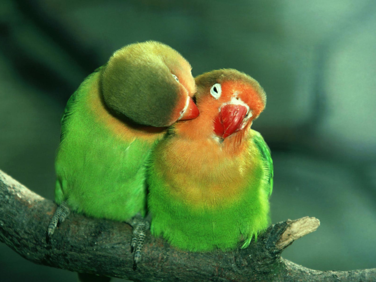 Fondo de pantalla Parrots Love 1280x960