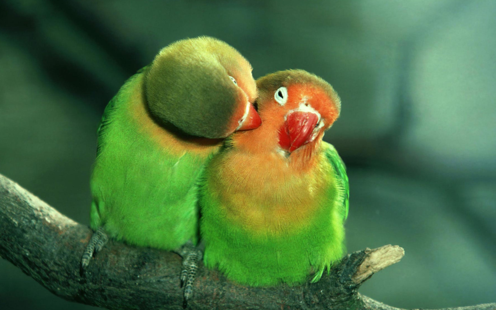 Sfondi Parrots Love 1680x1050