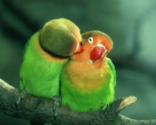 Fondo de pantalla Parrots Love 220x176
