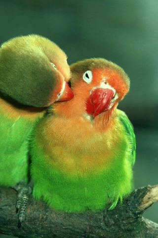 Fondo de pantalla Parrots Love 320x480