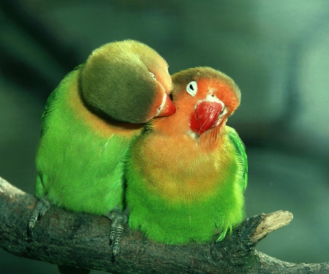 Parrots Love wallpaper 480x400