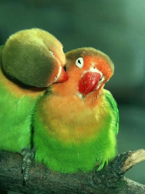 Parrots Love screenshot #1 480x640