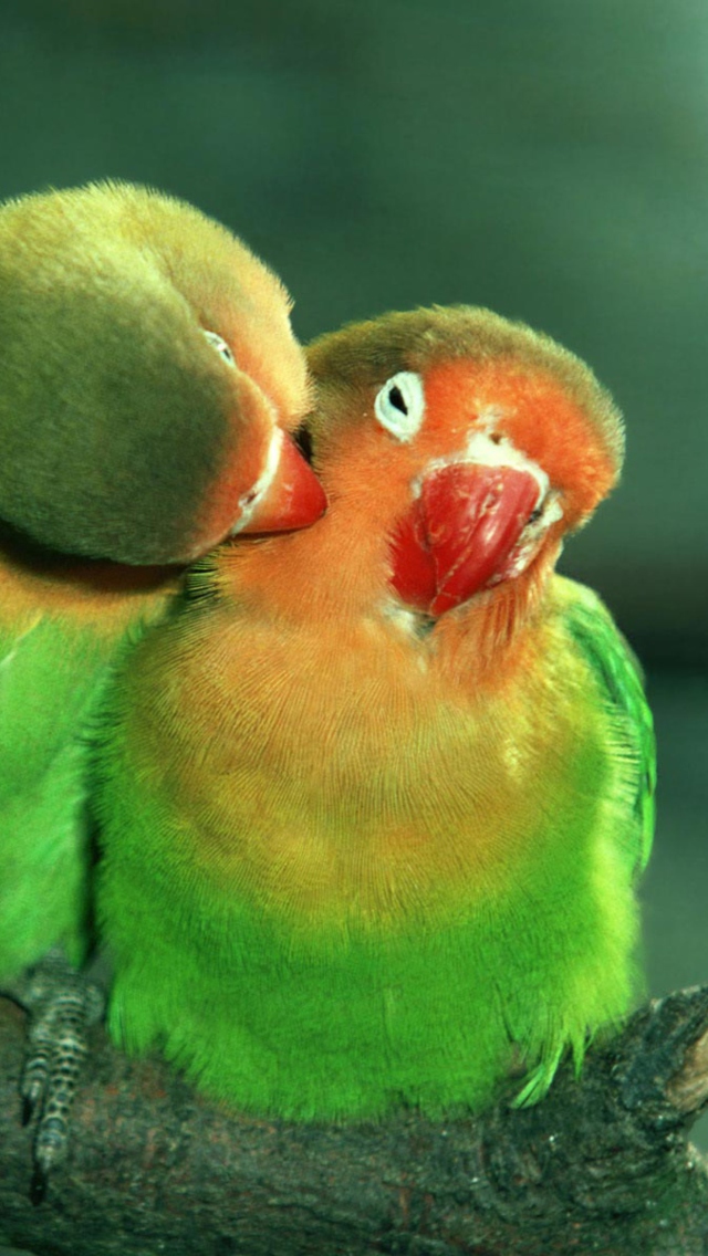 Sfondi Parrots Love 640x1136