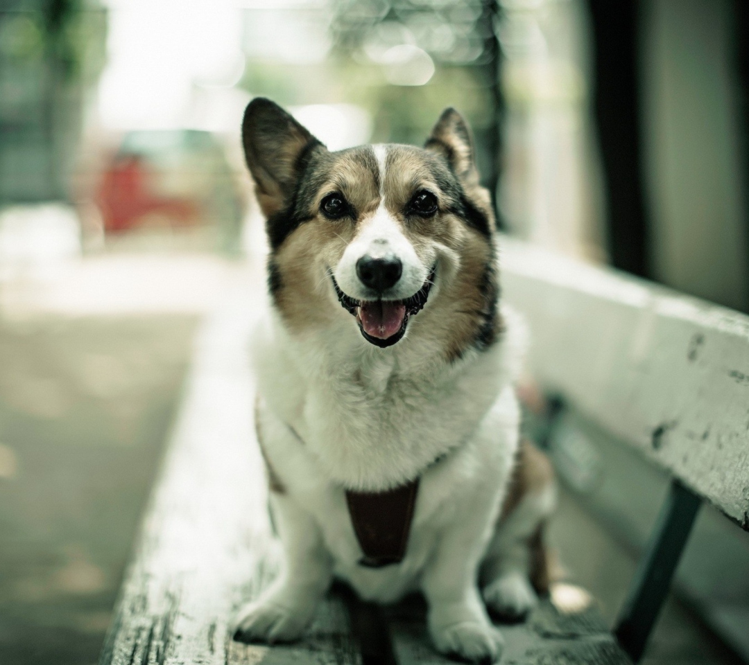 Dog On Bench wallpaper 1080x960