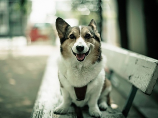 Dog On Bench wallpaper 320x240