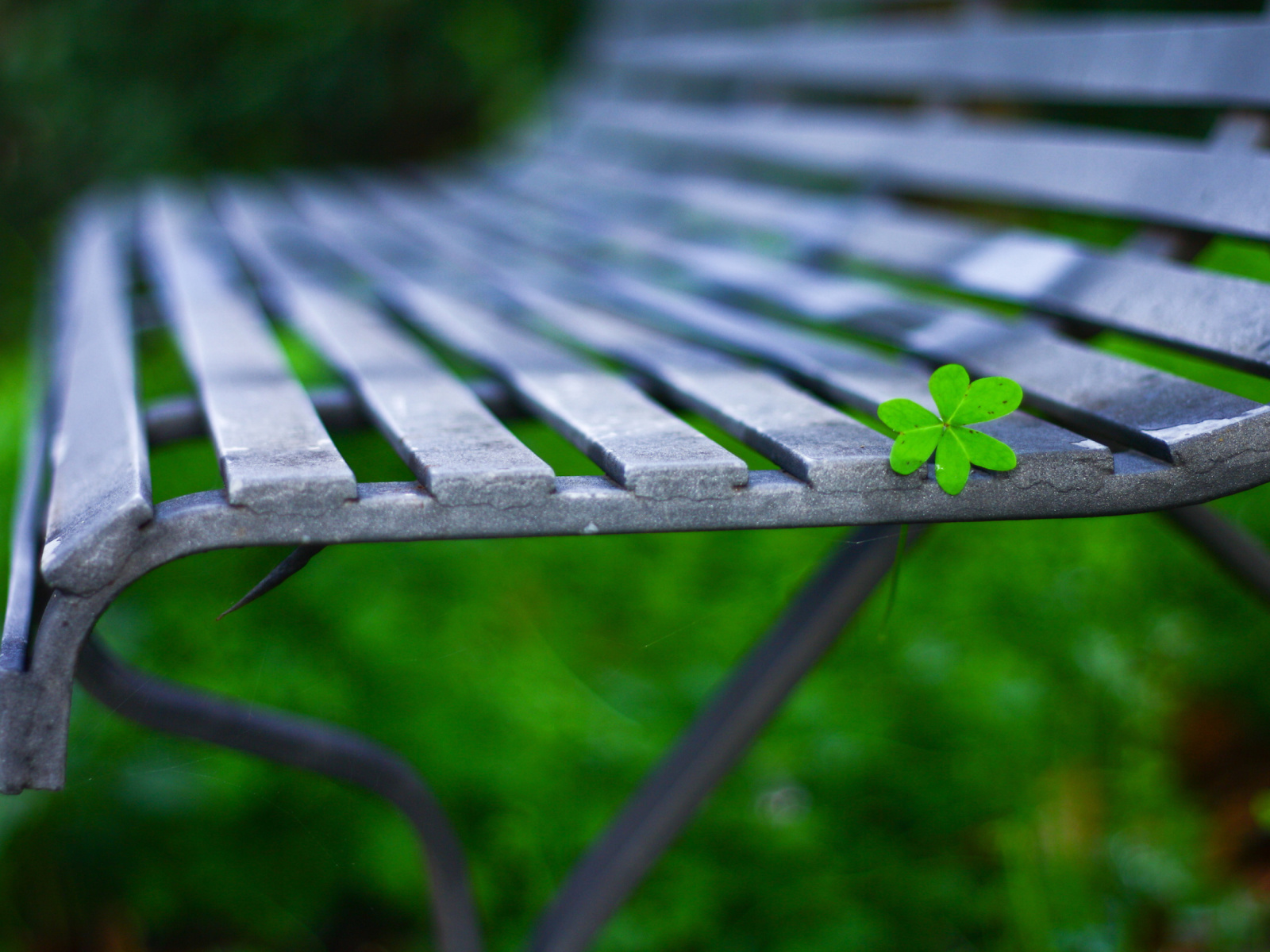 Macro green leaf wallpaper 1600x1200