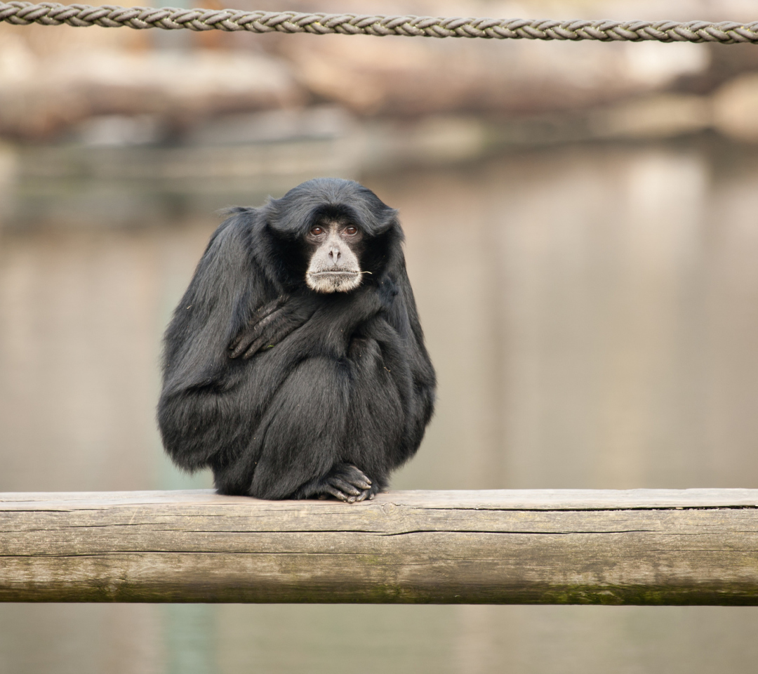 Das Siamang Wallpaper 1080x960