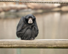 Siamang wallpaper 220x176