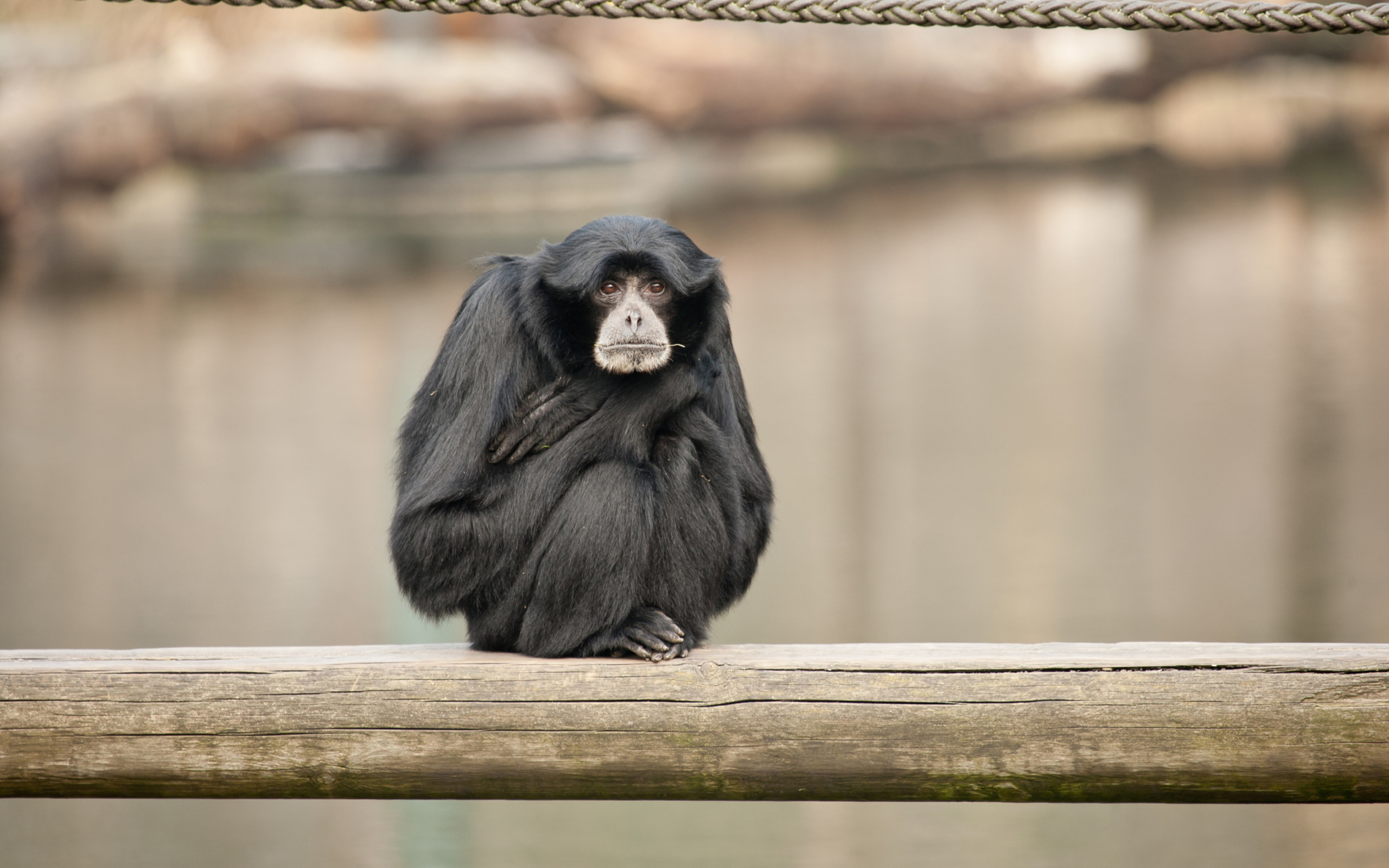 Siamang wallpaper 2560x1600