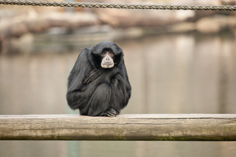 Siamang wallpaper 480x320