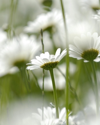 White Chamomile - Obrázkek zdarma pro 240x320