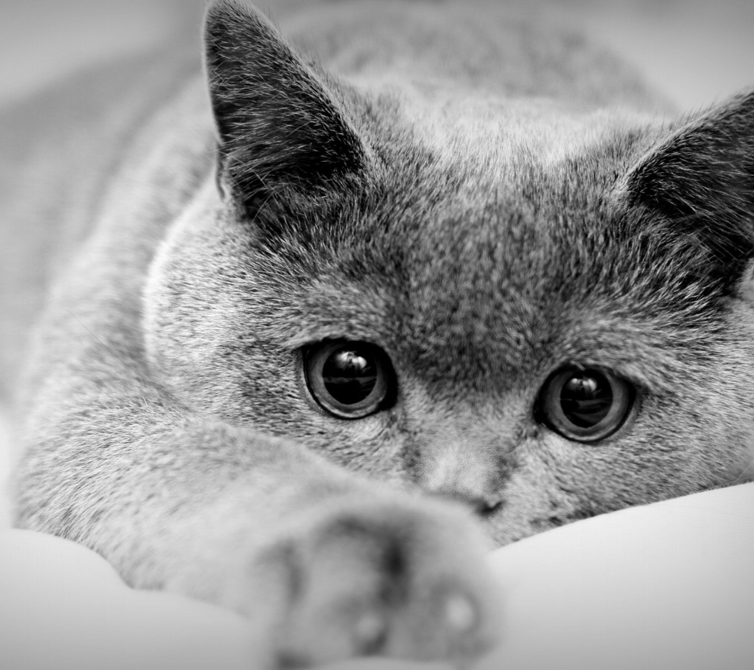 Das British Shorthair Cat Wallpaper 1080x960