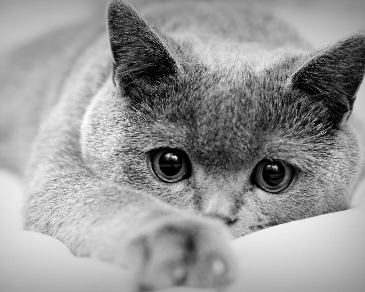 British Shorthair Cat screenshot #1 1280x1024