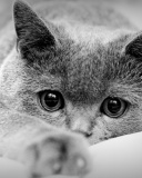 British Shorthair Cat wallpaper 128x160