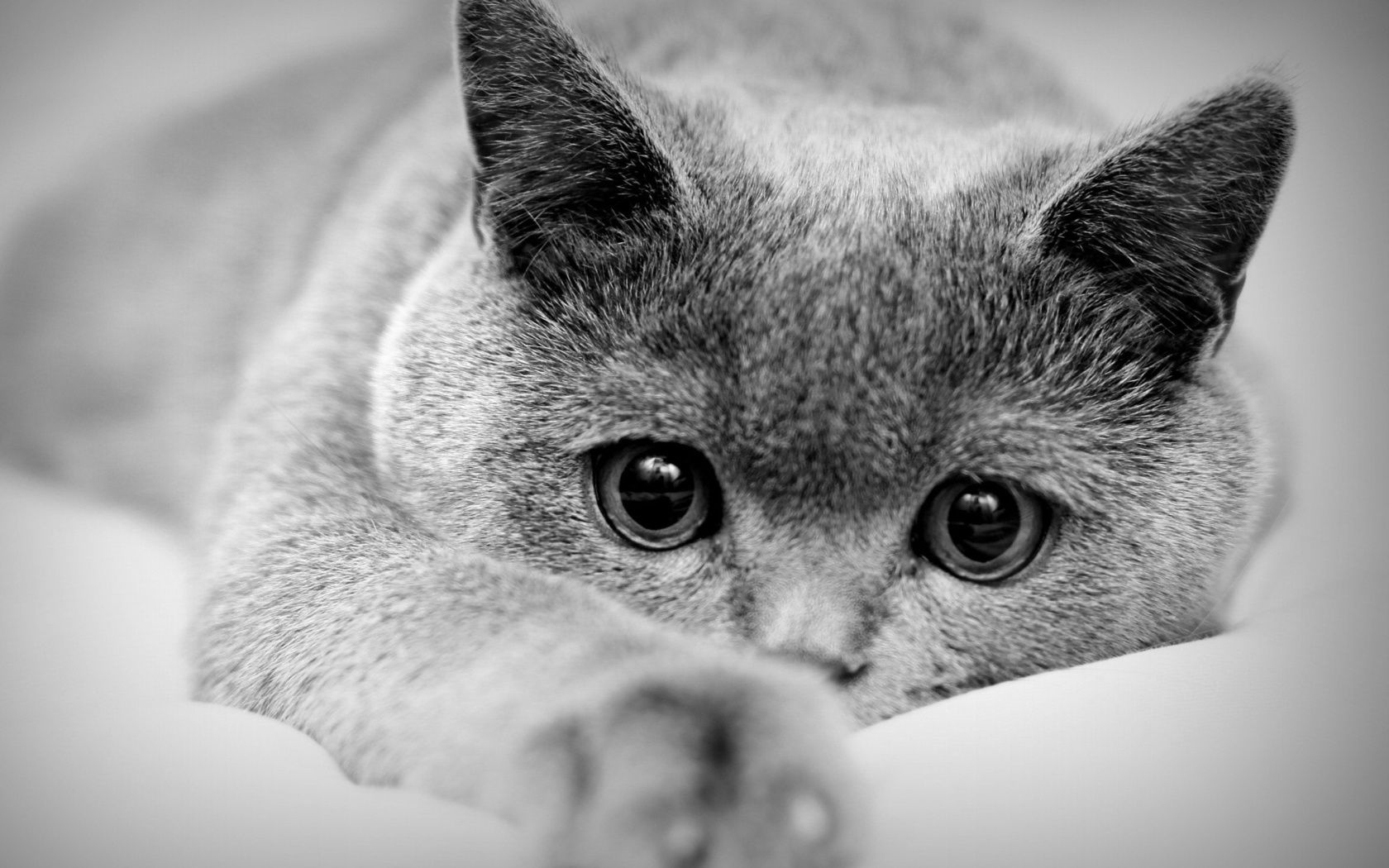 British Shorthair Cat screenshot #1 1680x1050
