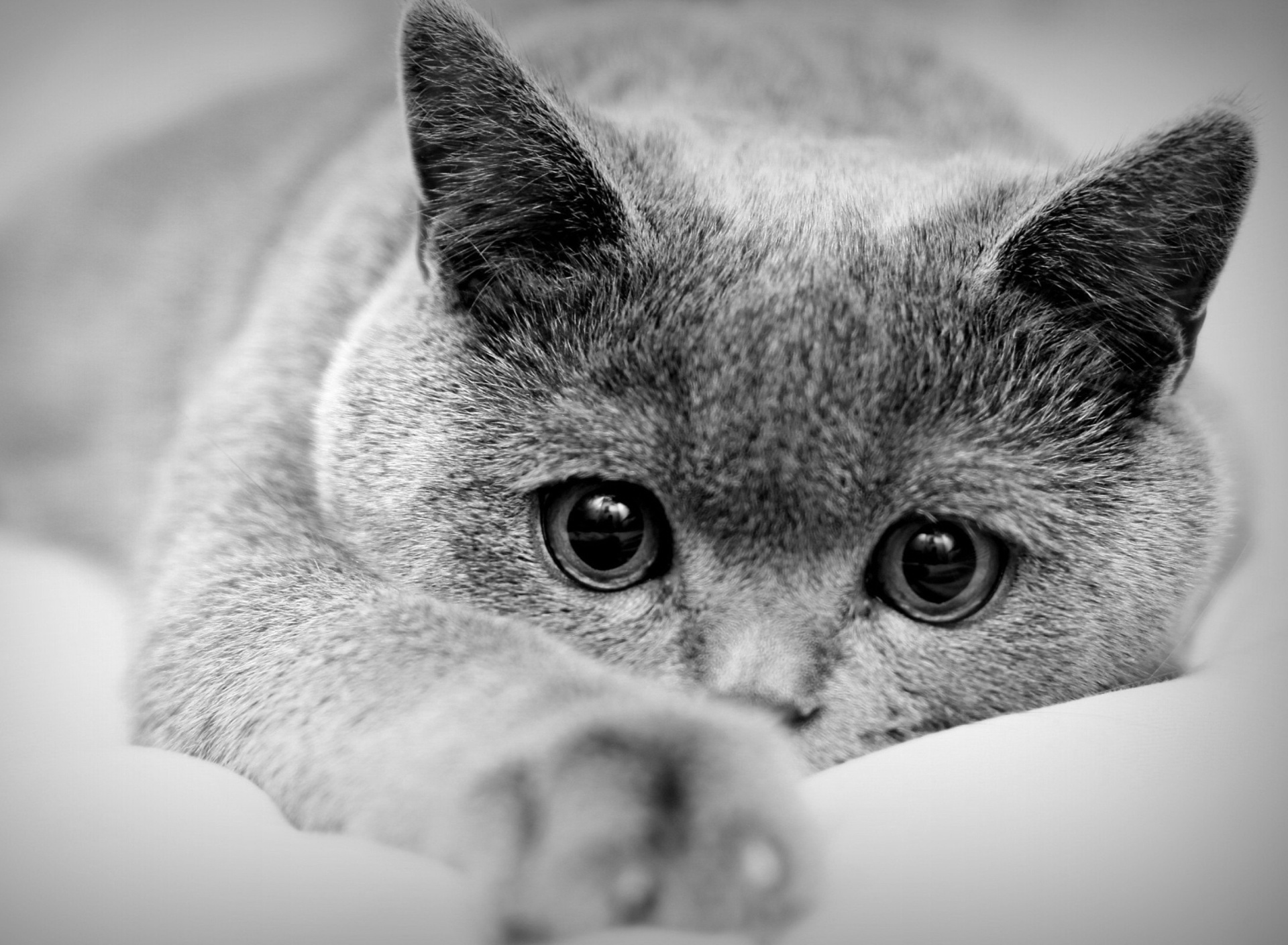 British Shorthair Cat wallpaper 1920x1408