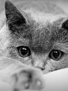 British Shorthair Cat screenshot #1 240x320