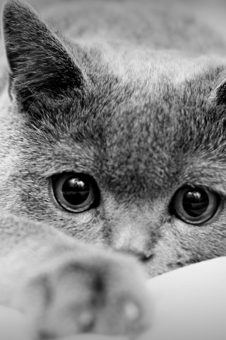 British Shorthair Cat screenshot #1 320x480