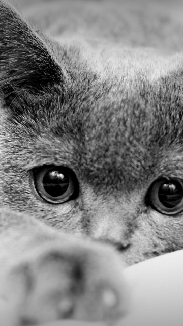 Screenshot №1 pro téma British Shorthair Cat 360x640