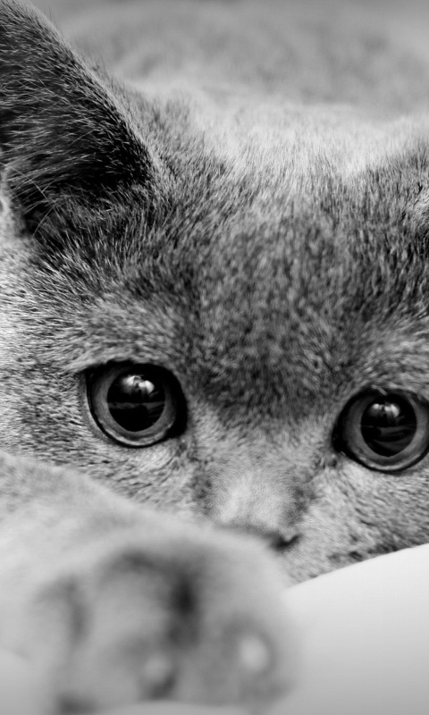 Das British Shorthair Cat Wallpaper 480x800