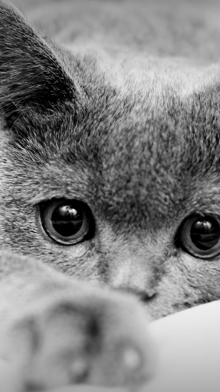 British Shorthair Cat screenshot #1 750x1334