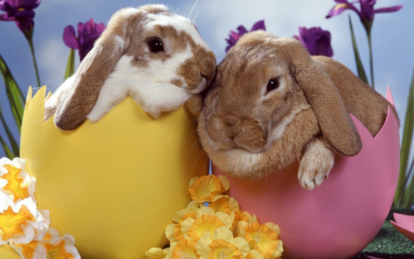 Easter Bunnies wallpaper 1440x900