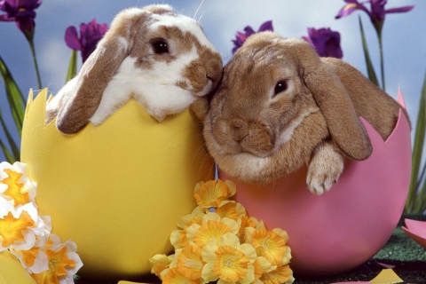 Easter Bunnies wallpaper 480x320