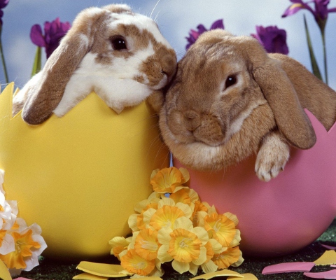 Das Easter Bunnies Wallpaper 480x400