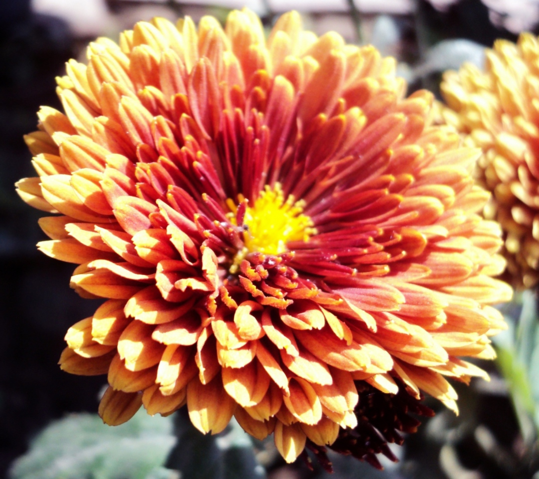 Sfondi Beautiful Orange Flower 1080x960